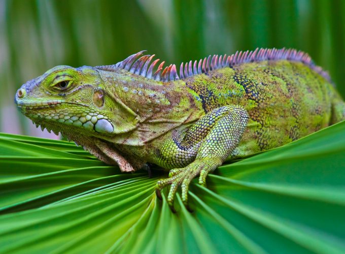 Wallpaper iguana, green, 6k, Animals 789547601